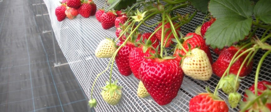 越後姫 観光いちご園 越後姫 観光いちご園