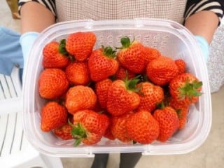越後姫観光いちご園 越後姫観光いちご園