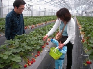 越後姫観光いちご園 越後姫観光いちご園